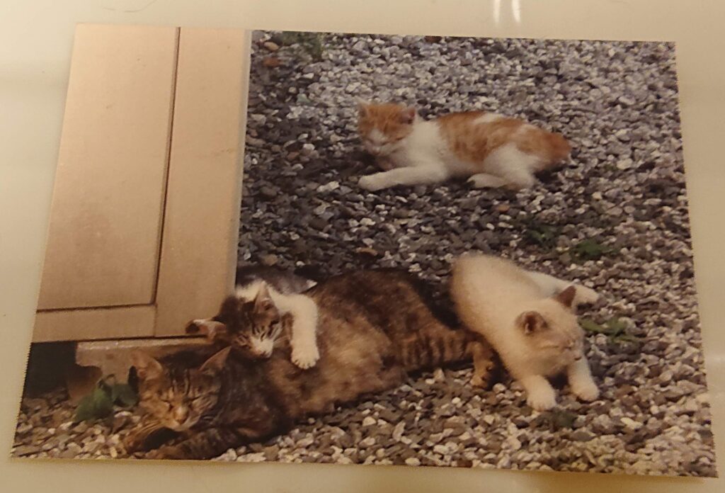 母猫と3匹の子猫が砂利の上で寄り添って休む様子