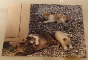 母猫と3匹の子猫が砂利の上で寄り添って休む様子